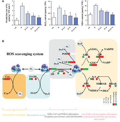 Comprehensive physiological, transcriptomic, and metabolomic analyses reveal the synergistic mechanism of Bacillus pumilus G5 combined with silicon alleviate oxidative stress in drought-stressed Glycyrrhiza uralensis Fisch.